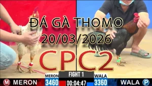 Video phát lại đá gà trực tiếp CPC2 ngày 20032026