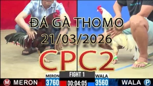 Video phát lại đá gà trực tiếp CPC2 ngày 21032026