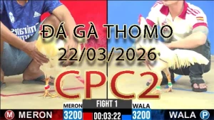 Video phát lại đá gà trực tiếp CPC2 ngày 22032026