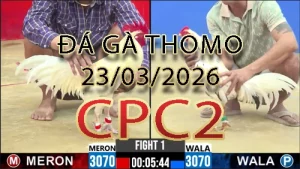 Video phát lại đá gà trực tiếp CPC2 ngày 23032026