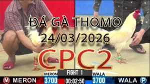 Video phát lại đá gà trực tiếp CPC2 ngày 24032026
