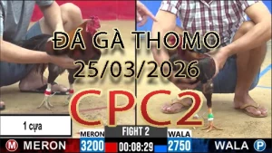 Video phát lại đá gà trực tiếp CPC2 ngày 25032026