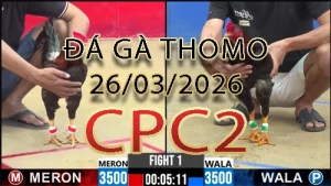 Video phát lại đá gà trực tiếp CPC2 ngày 26032026