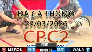 Video phát lại đá gà trực tiếp CPC2 ngày 27032026