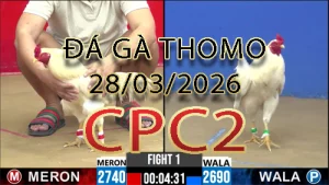Video phát lại đá gà trực tiếp CPC2 ngày 28032026