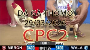 Video phát lại đá gà trực tiếp CPC2 ngày 29032026