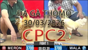 Video phát lại đá gà trực tiếp CPC2 ngày 30032026