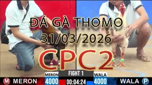 Video phát lại đá gà trực tiếp CPC2 ngày 31032026