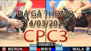 Video phát lại đá gà trực tiếp CPC3 ngày 14032026