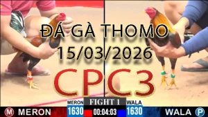 Video phát lại đá gà trực tiếp CPC3 ngày 15032026
