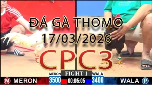 Video phát lại đá gà trực tiếp CPC3 ngày 17032026