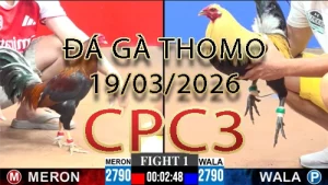 Video phát lại đá gà trực tiếp CPC3 ngày 19032026
