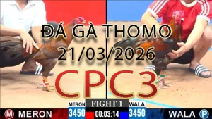 Video phát lại đá gà trực tiếp CPC3 ngày 21032026