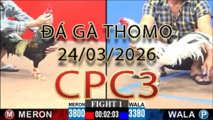 Video phát lại đá gà trực tiếp CPC3 ngày 24032026