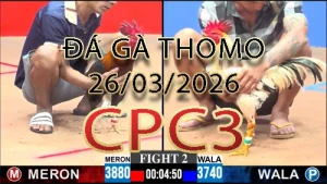 Video phát lại đá gà trực tiếp CPC3 ngày 26032026