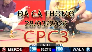 Video phát lại đá gà trực tiếp CPC3 ngày 28032026
