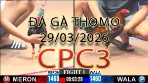 Video phát lại đá gà trực tiếp CPC3 ngày 29032026