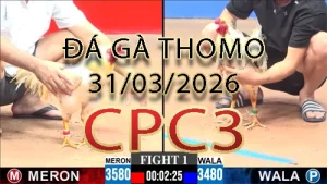 Video phát lại đá gà trực tiếp CPC3 ngày 31032026