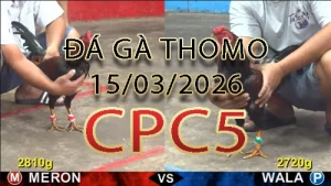 Video phát lại đá gà trực tiếp CPC5 ngày 15032026