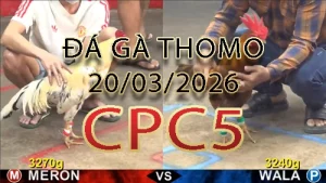 Video phát lại đá gà trực tiếp CPC5 ngày 20032026