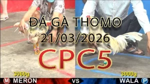 Video phát lại đá gà trực tiếp CPC5 ngày 21032026