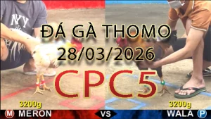 Video phát lại đá gà trực tiếp CPC5 ngày 28032026