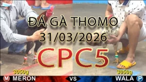 Video phát lại đá gà trực tiếp CPC5 ngày 31032026