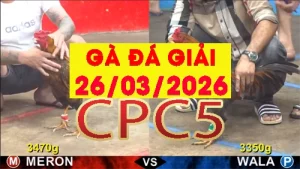Video phát lại đá gà trực tiếp CPC5 ngày 26032026