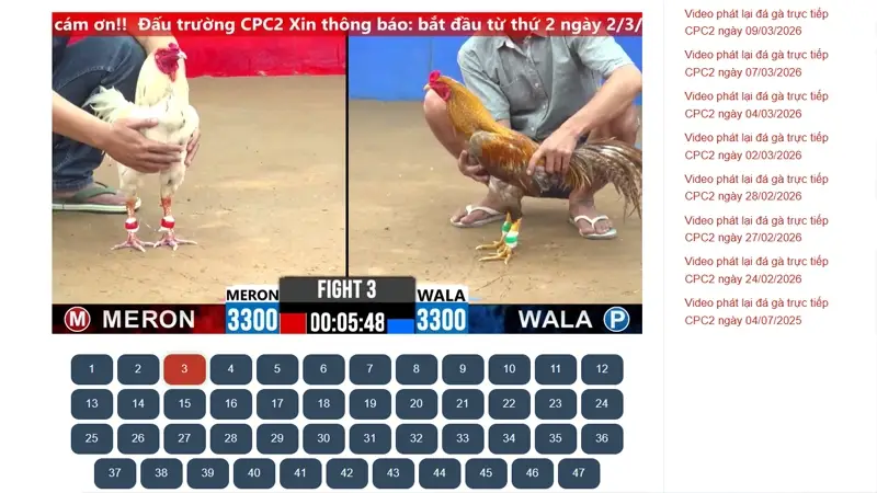Đá Gà CPC2 Có Những Hình Thức Nào – Cựa Sắt Hay Cựa Dao?