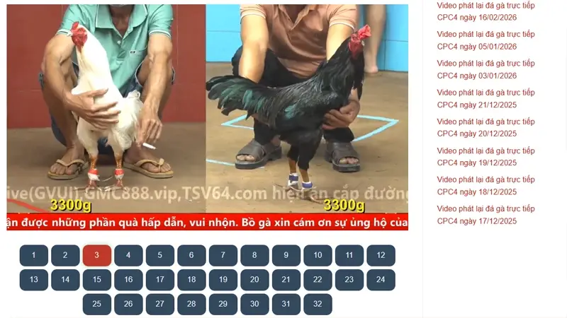 Xem Phát Lại Đá Gà CPC4 Khác Gì So Với Xem Trực Tiếp?