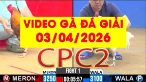 [Gà Đá Giải] Video phát lại đá gà trực tiếp CPC2 ngày 03042026