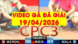 [Gà Đá Giải] Video phát lại đá gà trực tiếp CPC3 ngày 19042026
