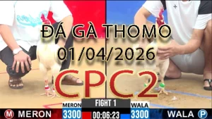 Video phát lại đá gà trực tiếp CPC2 ngày 01042026