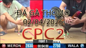 Video phát lại đá gà trực tiếp CPC2 ngày 02042026