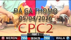 Video phát lại đá gà trực tiếp CPC2 ngày 05042026