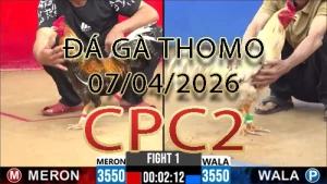 Video phát lại đá gà trực tiếp CPC2 ngày 07042026