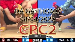 Video phát lại đá gà trực tiếp CPC2 ngày 08042026