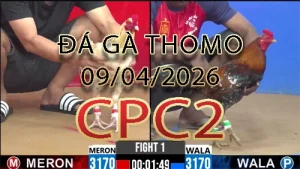 Video phát lại đá gà trực tiếp CPC2 ngày 09042026