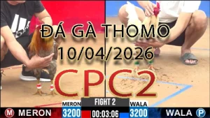 Video phát lại đá gà trực tiếp CPC2 ngày 10042026