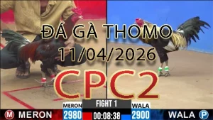 Video phát lại đá gà trực tiếp CPC2 ngày 11042026