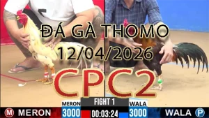 Video phát lại đá gà trực tiếp CPC2 ngày 12042026