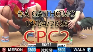 Video phát lại đá gà trực tiếp CPC2 ngày 14042026