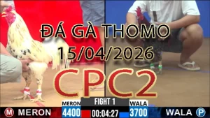 Video phát lại đá gà trực tiếp CPC2 ngày 15042026