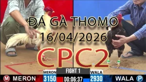 Video phát lại đá gà trực tiếp CPC2 ngày 16042026