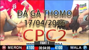 Video phát lại đá gà trực tiếp CPC2 ngày 17042026