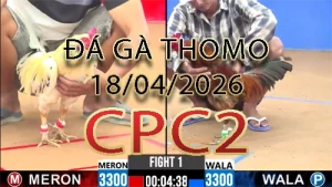 Video phát lại đá gà trực tiếp CPC2 ngày 18042026