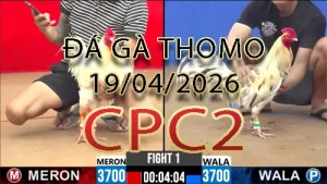 Video phát lại đá gà trực tiếp CPC2 ngày 19042026