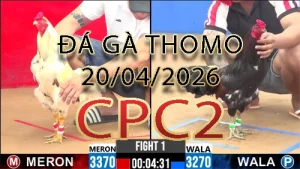 Video phát lại đá gà trực tiếp CPC2 ngày 20042026