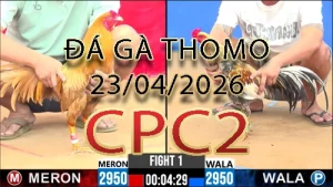 Video phát lại đá gà trực tiếp CPC2 ngày 23042026