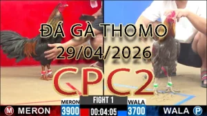 Video phát lại đá gà trực tiếp CPC2 ngày 29042026